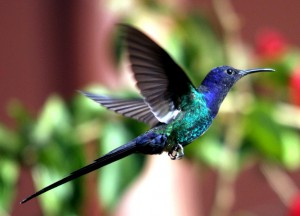 swallow_tail_hummingbird